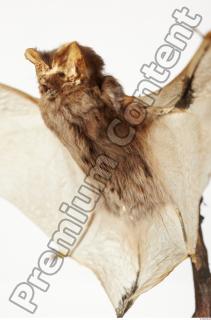 European Bat - Barbastella barbastellus 0015